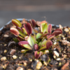Dionaea muscipula - "Red Periscope"