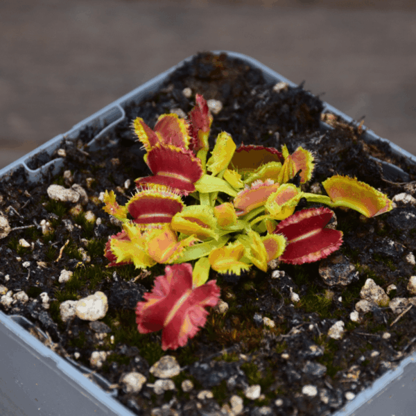 Dionaea muscipula - "Space"
