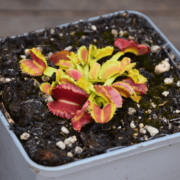 Dionaea muscipula - "Space"