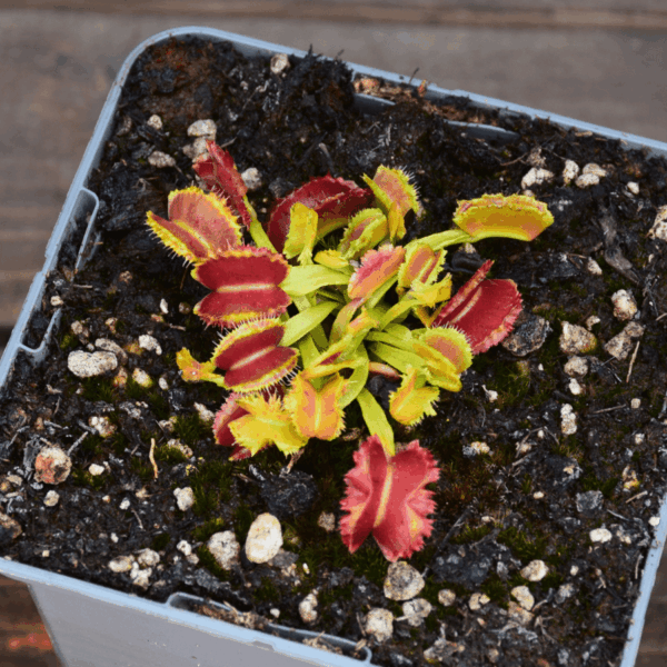 Dionaea muscipula - "Space"