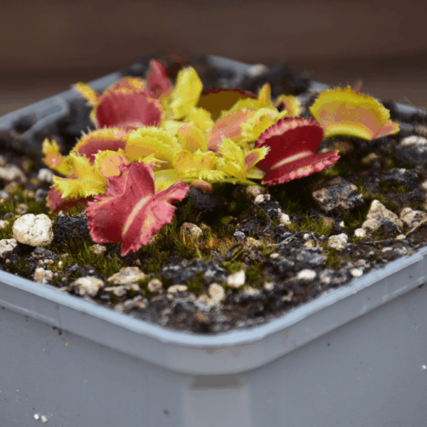 Dionaea muscipula - "Space"