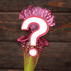 Sarracenia SURPRISE 🎁