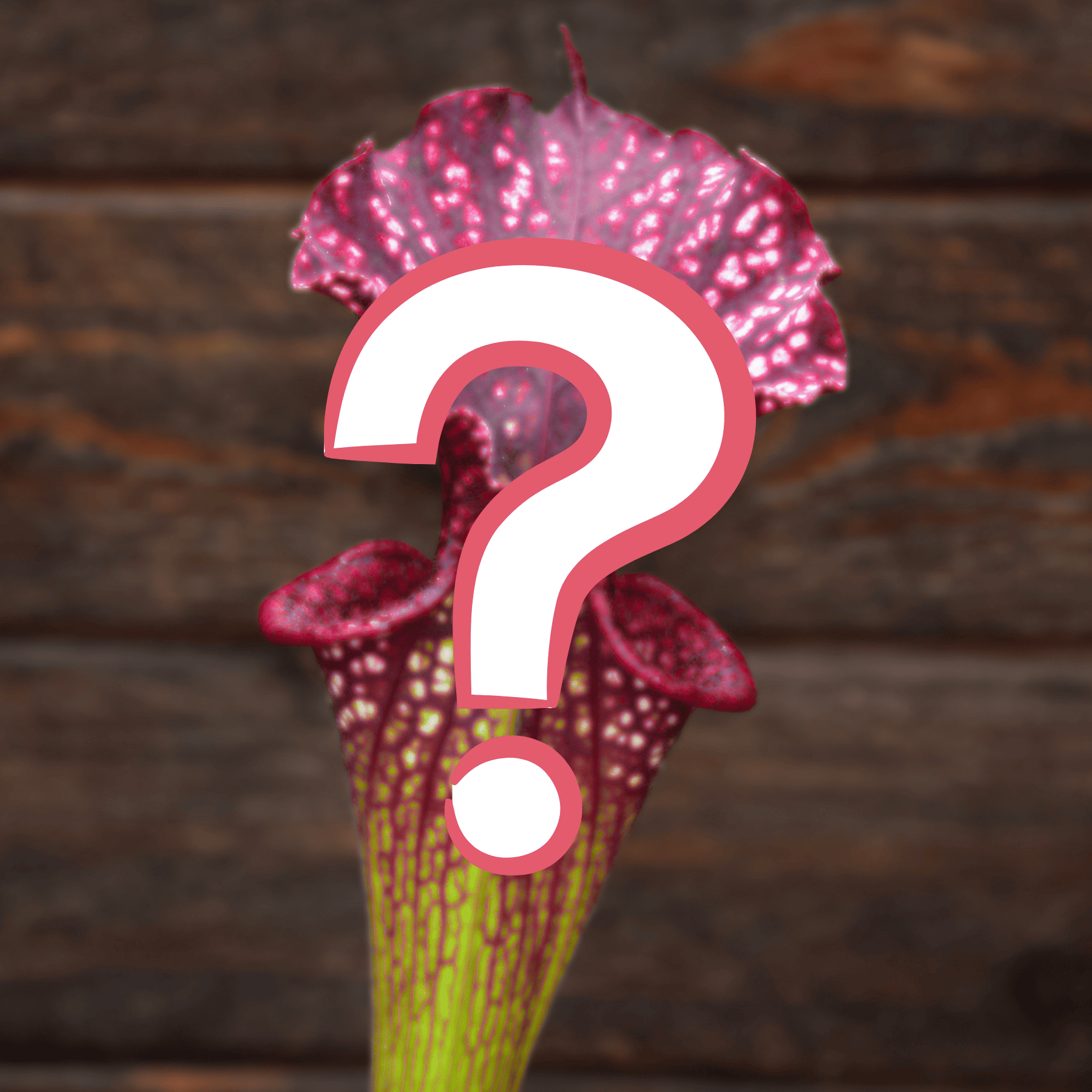 Sarracenia SURPRISE 🎁