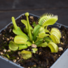 Dionaea muscipula 'Triton'