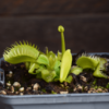 Dionaea muscipula 'Triton'