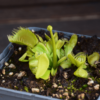 Dionaea muscipula 'Triton'
