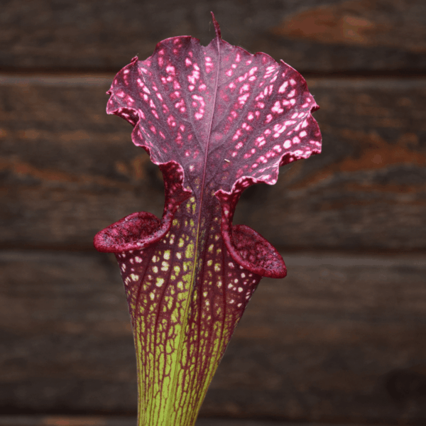 Sarracenia x moorei 'Adrian Slack' x leucophylla 'Dark clone'