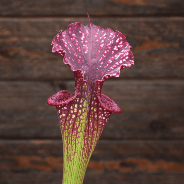 Sarracenia x moorei 'Adrian Slack' x leucophylla 'Dark clone'