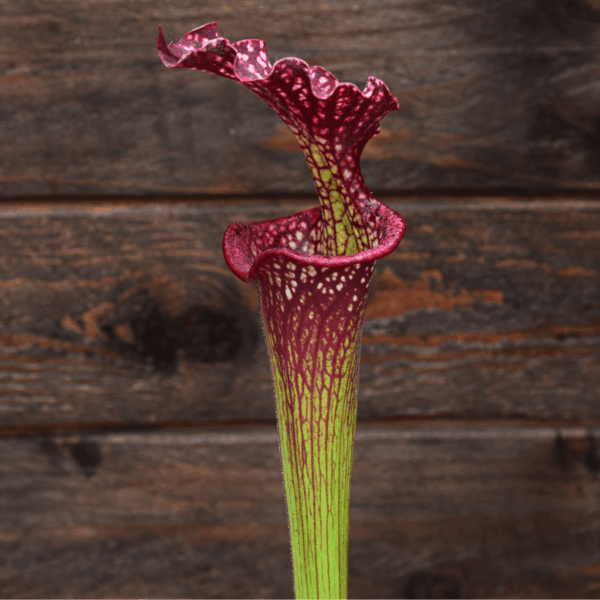 Sarracenia x moorei 'Adrian Slack' x leucophylla 'Dark clone'