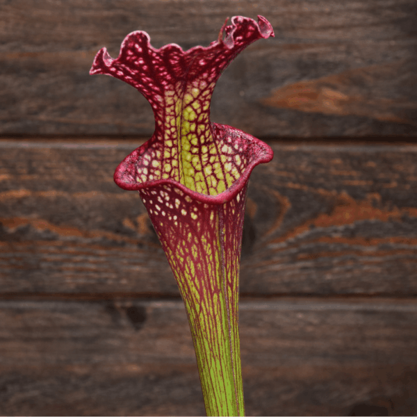 Sarracenia x moorei 'Adrian Slack' x leucophylla 'Dark clone'