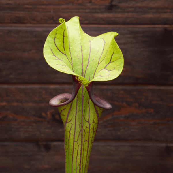 Sarracenia flava var. ornata - F88 MK 'Solid Red Throat'