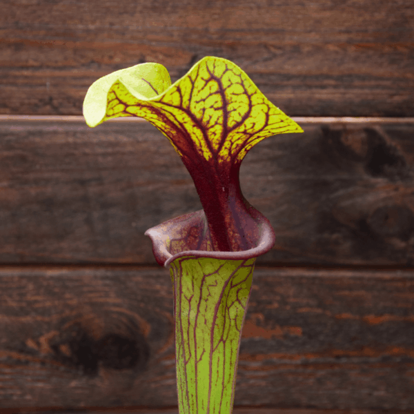 Sarracenia flava var. ornata - F88 MK 'Solid Red Throat'