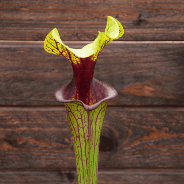 Sarracenia flava var. ornata - F88 MK 'Solid Red Throat'