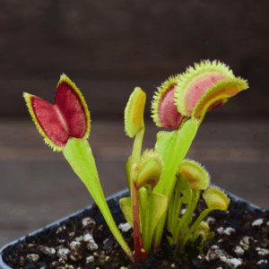Dionaea muscipula - 'FTS Lunatic Fringe'