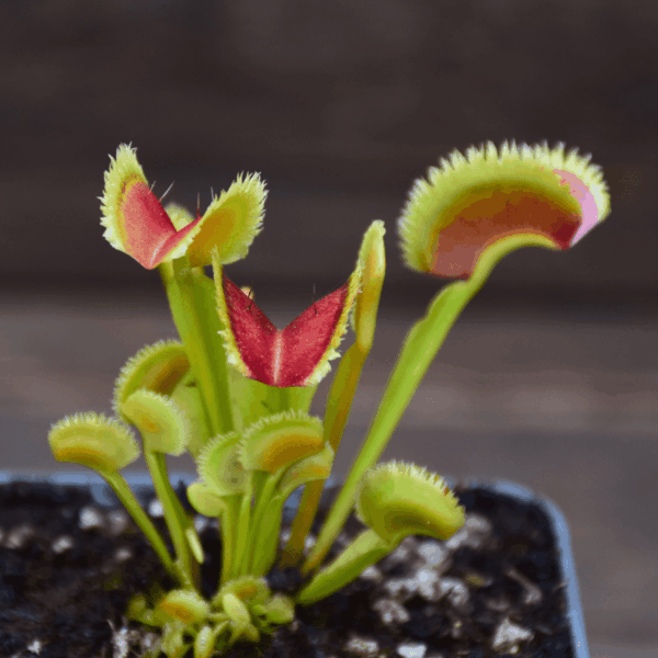 Dionaea muscipula - 'FTS Lunatic Fringe'