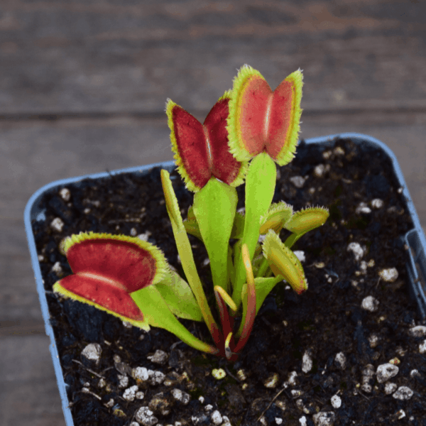 Dionaea muscipula - 'FTS Lunatic Fringe'