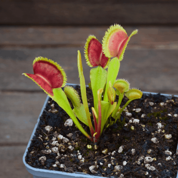 Dionaea muscipula - 'FTS Lunatic Fringe'