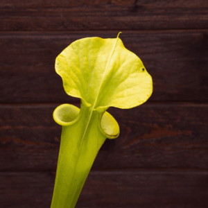 Sarracenia flava "Goldie" - F257 MK