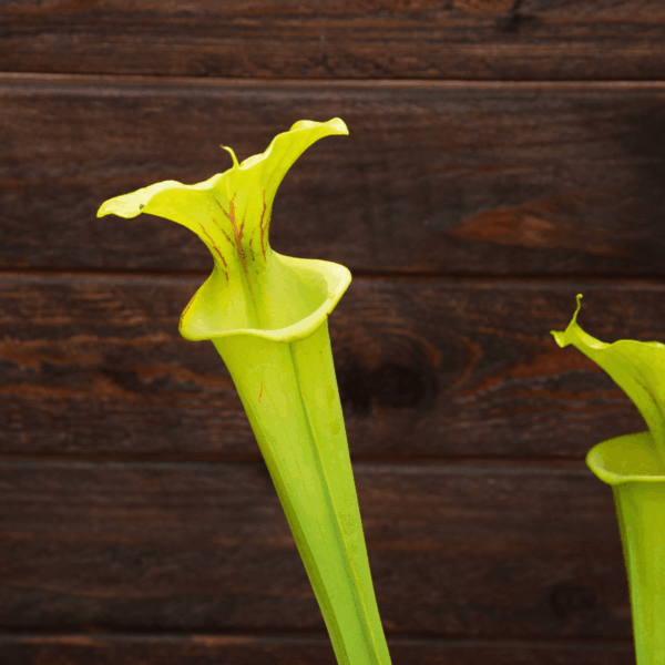 Sarracenia flava "Goldie" - F257 MK