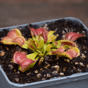 Dionaea muscipula - "Galaxy"