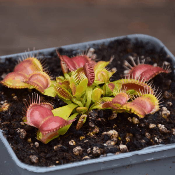 Dionaea muscipula - "Galaxy"