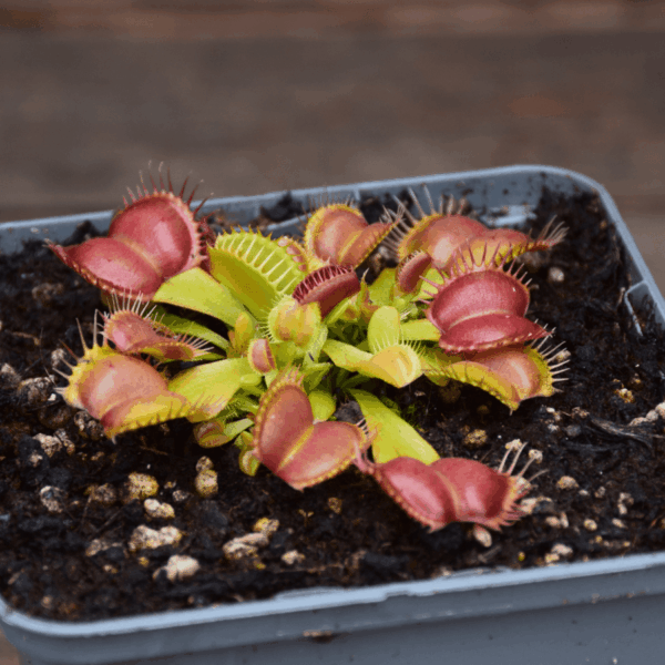 Dionaea muscipula - "Galaxy"