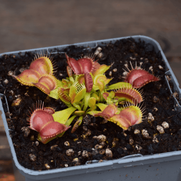 Dionaea muscipula - "Galaxy"
