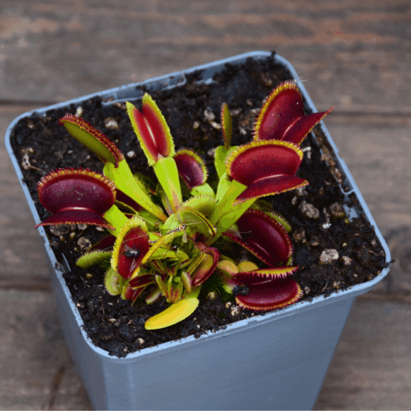 Dionaea muscipula - "Kurze Zahne"