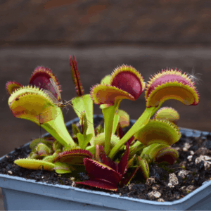 Dionaea muscipula - "Kurze Zahne"