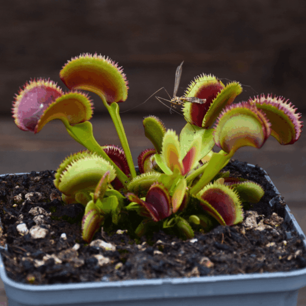 Dionaea muscipula - "Kurze Zahne"