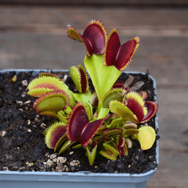 Dionaea muscipula - "Kurze Zahne"