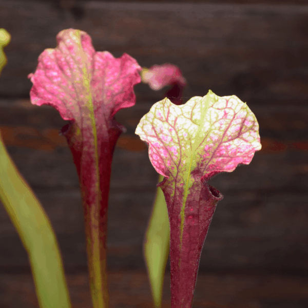 Sarracenia 'La Boussole'