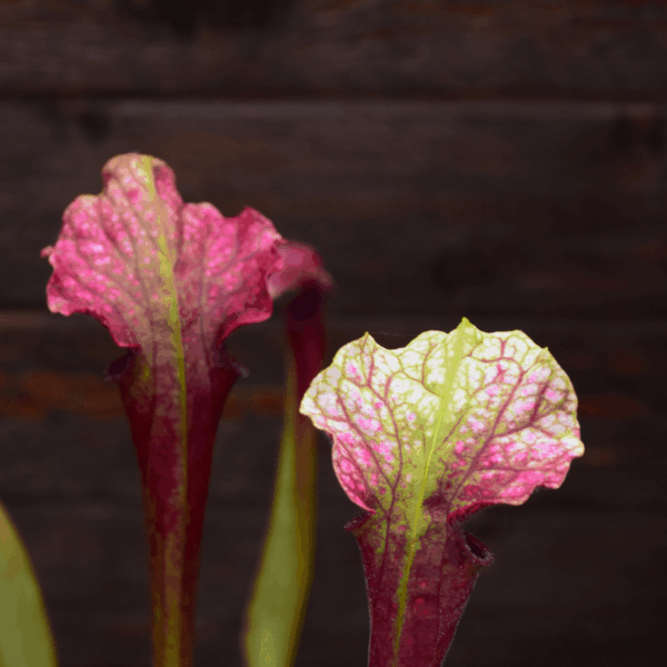 Sarracenia 'La Boussole'