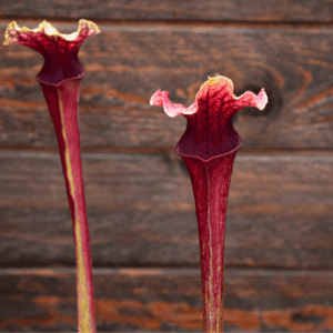 Sarracenia 'La Boussole'