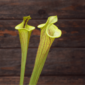 Sarracenia flava var. ornata "Lidless"