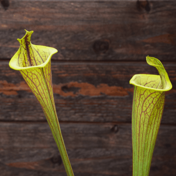 Sarracenia flava var. ornata "Lidless"
