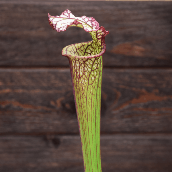 Sarracenia - H10 MK 'Lynda Butt'