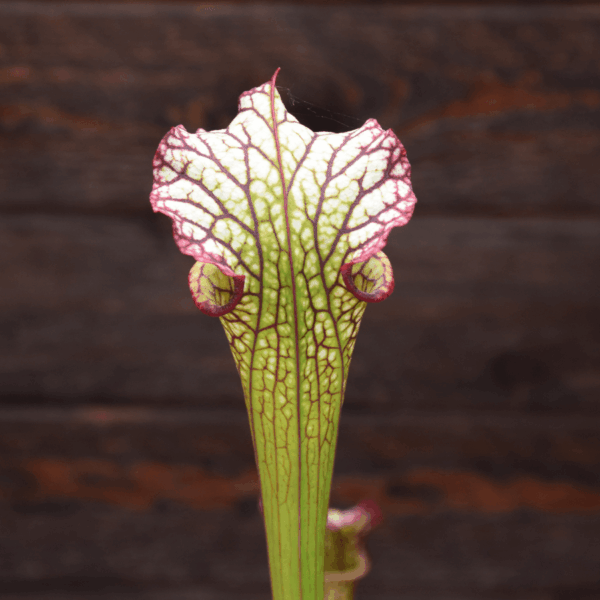 Sarracenia - H10 MK 'Lynda Butt'