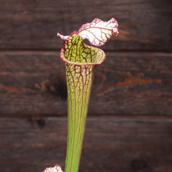 Sarracenia - H10 MK 'Lynda Butt'