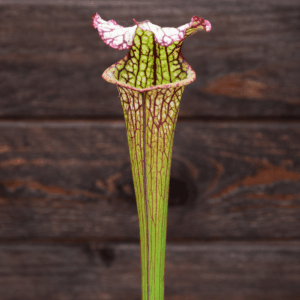 Sarracenia - H10 MK 'Lynda Butt'