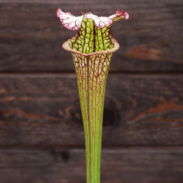Sarracenia - H10 MK 'Lynda Butt'