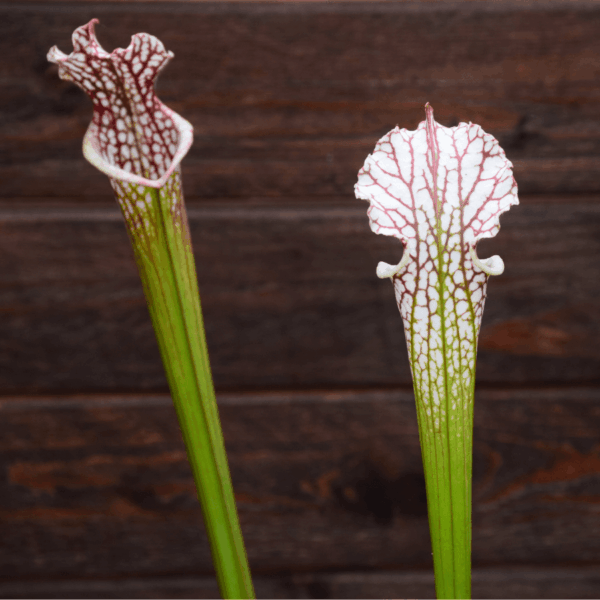 Sarracenia leucophylla 'Mont-Blanc' x 'Bocaza'