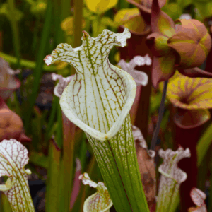 Sarracenia leucophylla 'Mont-Blanc' x 'Bocaza'