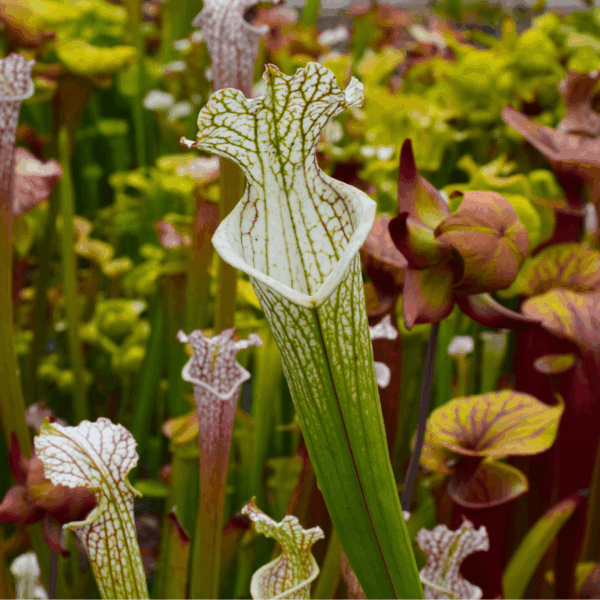 Sarracenia leucophylla 'Mont-Blanc' x 'Bocaza'