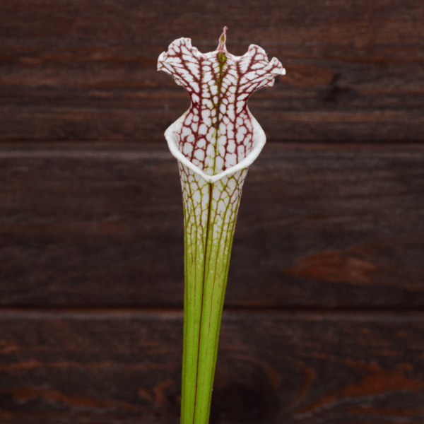 Sarracenia leucophylla 'Mont-Blanc' x 'Bocaza'