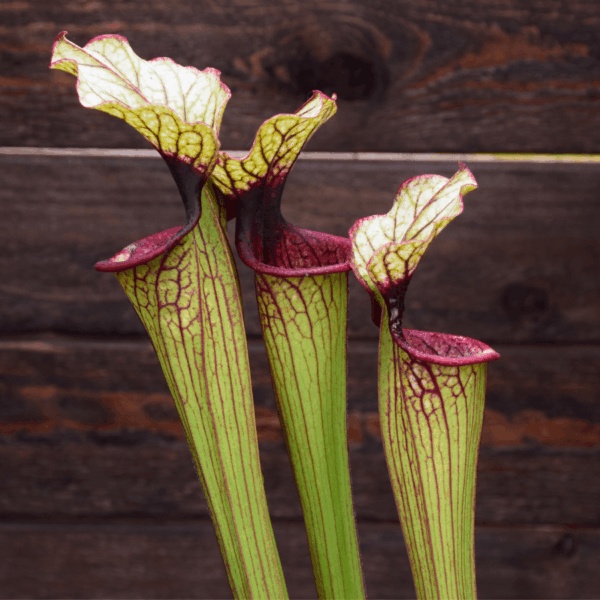 Sarracenia oreophila O5 MK x Moorei 'Wilkerson White Knight' - OBH4