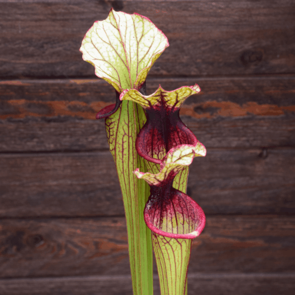 Sarracenia oreophila O5 MK x Moorei 'Wilkerson White Knight' - OBH4