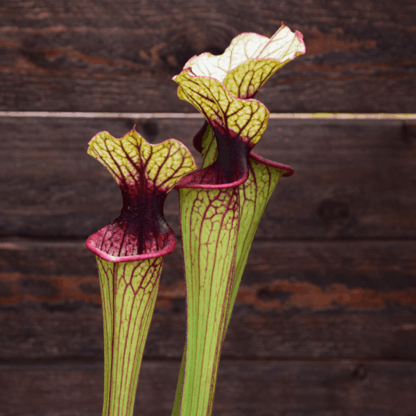 Sarracenia oreophila O5 MK x Moorei 'Wilkerson White Knight' - OBH4