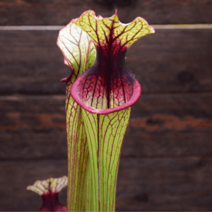 Sarracenia oreophila O5 MK x Moorei 'Wilkerson White Knight' - OBH4