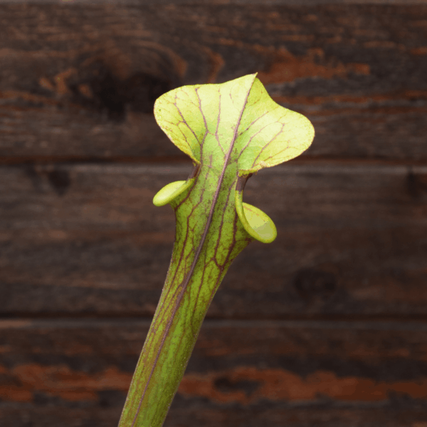 Sarracenia flava var. rubricorpora - Red Patch Throat